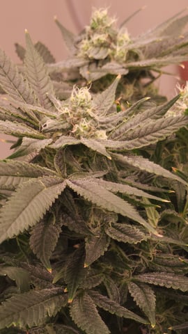 3rd run, 8 plant mom hunt - indoor top fed DTW with rockwool — flower, day 139