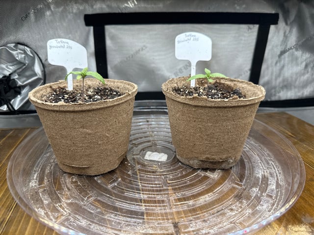 White Russian — vegetative, day 6