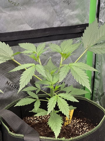 Good Genetix G-Line + Fat Bastard auto — auto, day 30