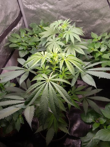 blue dream bag seed — vegetative, day 34