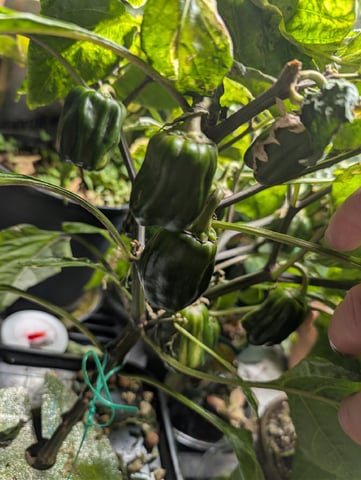 See what grows — vegetative, day 309