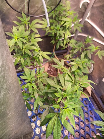 dip n stix clone  — flower, day 1