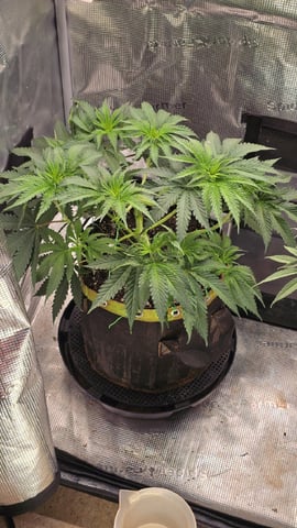 mc nuggets r1 — flower, day 42