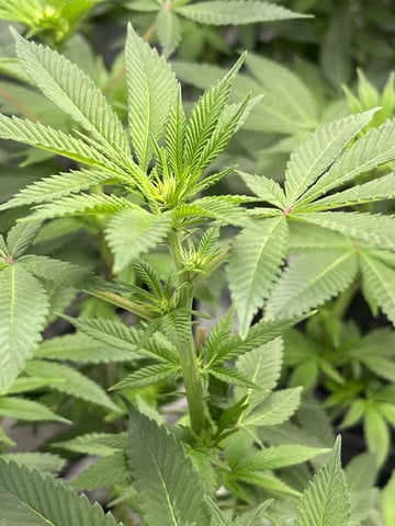 1st Ever Grow (GodFather OG) (Coco) — flower, day 99