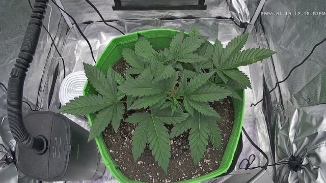 FastBuds Photo-Lemon Mandarin  — vegetative, day 33