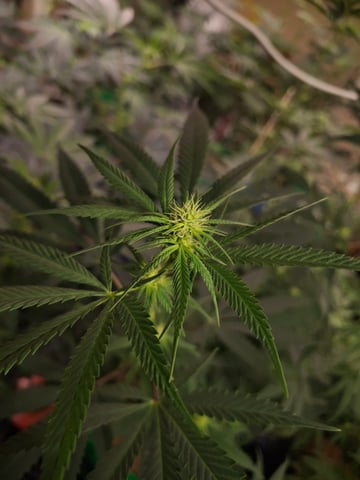 III — flower, day 122