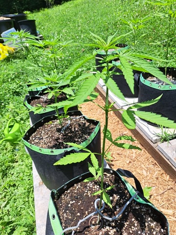 Bucket List Grow #2 — vegetative, day 35