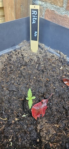 Purple Haze Autoflower — vegetative, day 18