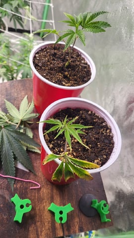 2x2x4 — seedling_rooting, day 16