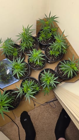 Blue Dream Clones — vegetative, day 9