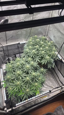 Original 1990 genetics  — flower, day 90
