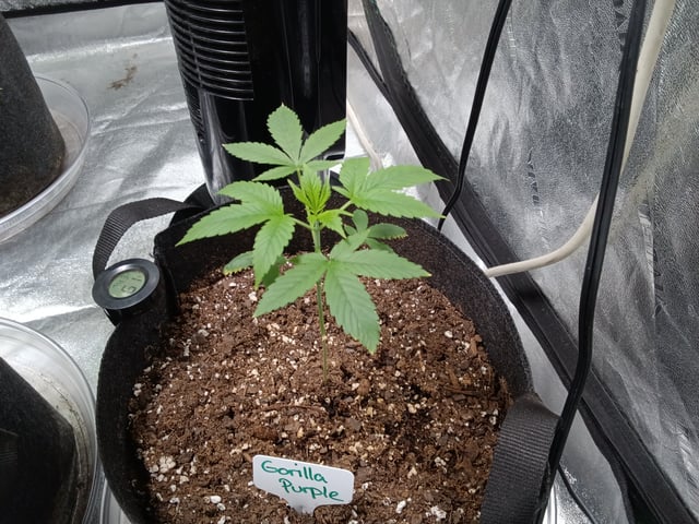 Gorilla Purple Auto — vegetative, day 40