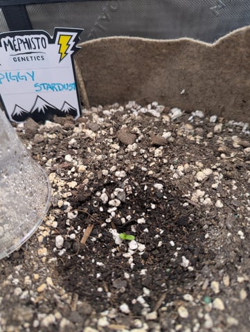 Piggy Stardust — germination, day 5