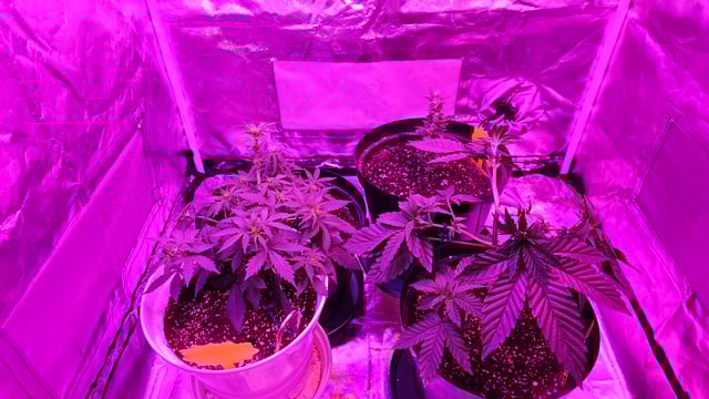 first grow adventure  — vegetative, day 36