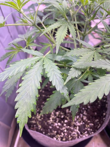 FIRST AUTO RUN — auto, day 1