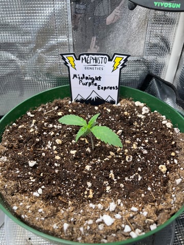 Mephistos Auto  — auto, day 11