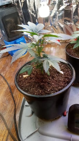 Jack hearer/Jack the ripper? — vegetative, day 51