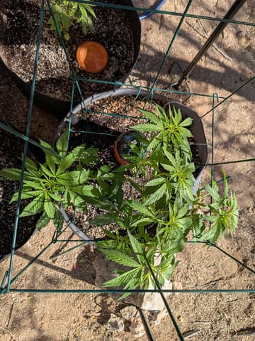 October Start — flower, day 62