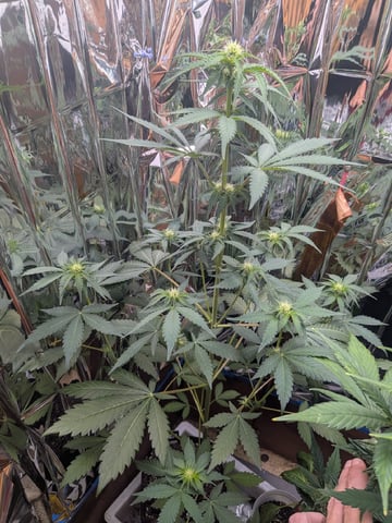 Mendo Frost / Gorilla Cookie / Banana Purple Punch  — flower, day 38