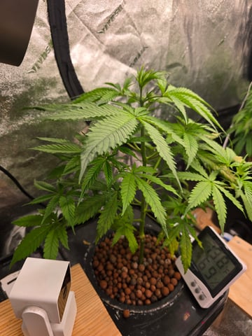 Growing — flower, day 69