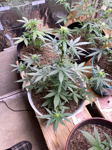 Rainbow Mints — flower, day 12