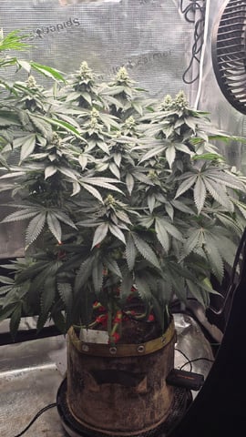 Purple Nasty By Ethos Seeds — flower, day 88