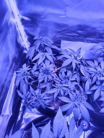 3 in flower — flower, day 15