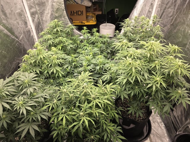 Autos — flower, day 45
