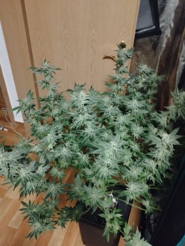 First Grow - - - Hydroponic - - - Roswell Code (2 plants)  — flower, day 43