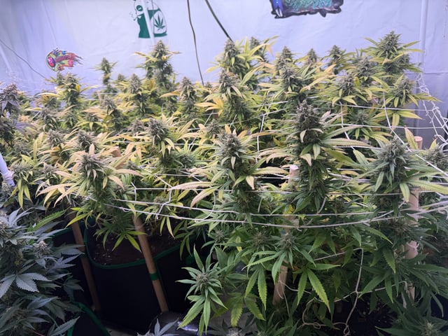 Indoor Grow  — flower, day 192