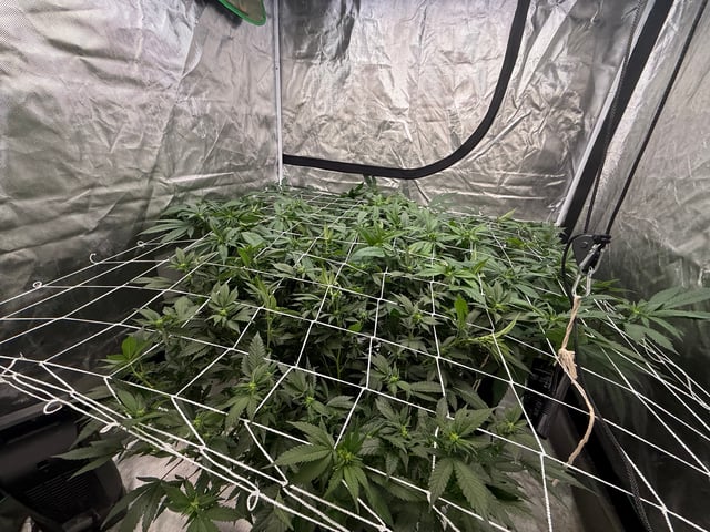 Green Gelato — flower, day 64