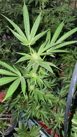 white runtz first grow  — flower, day 63