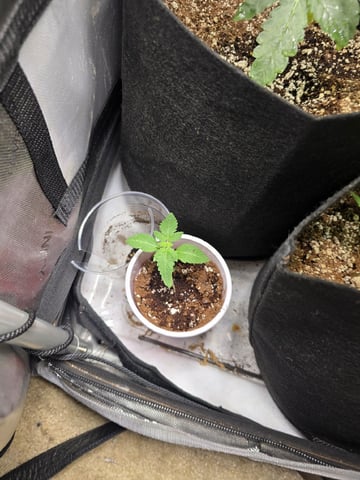 Indoor — vegetative, day 51