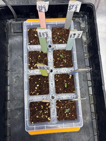 Grow #2 2x2x4 — germination, day 5