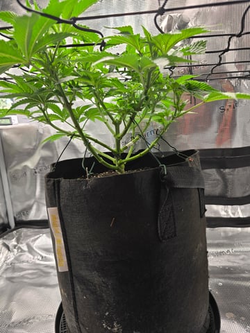 Northern lights #10 (Alaska) — flower, day 34