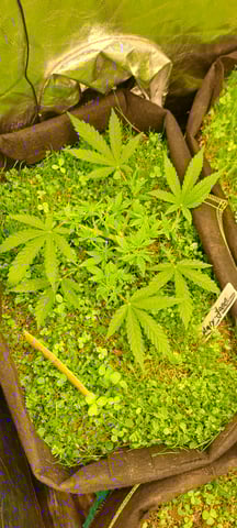 First Grow with the new setup  — vegetative, day 35