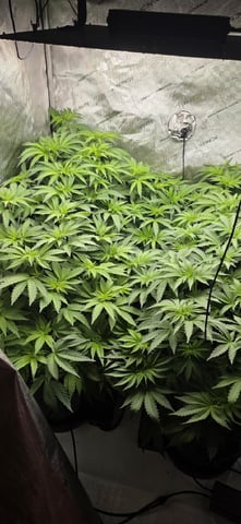 Maple Nectar  — flower, day 47
