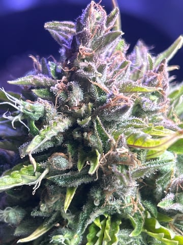 2nd grow — vegetative, day 85