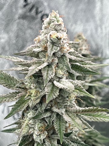 Rookie — flower, day 30