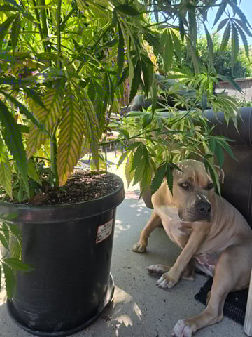 Venice Beach — vegetative, day 50