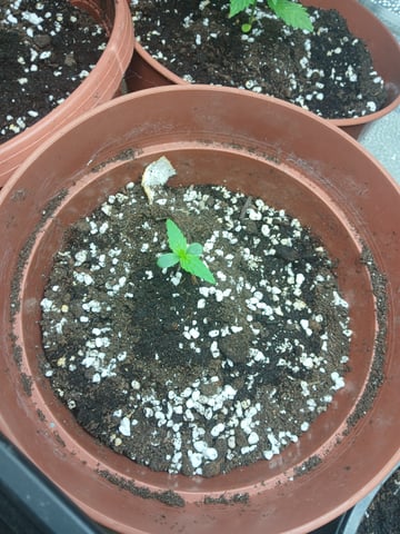 Autos — seedling_rooting, day 2