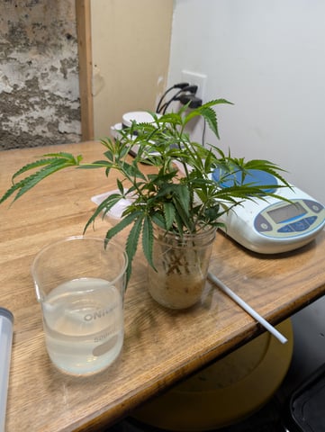 Plant in a test tube — seedling_rooting, day 93