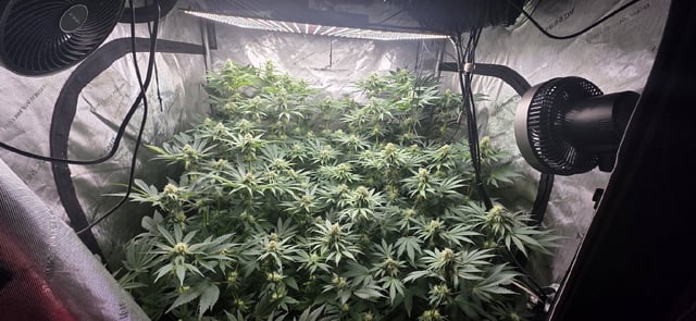 Maple Nectar  — flower, day 69