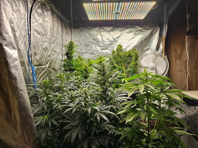 Cheshablue  — flower, day 41