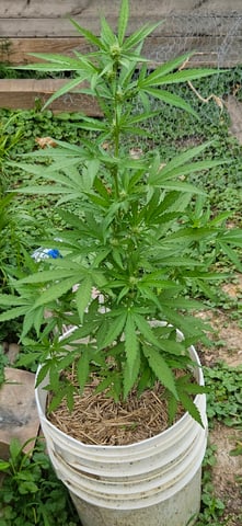 girl scout cookies (auto) — flower, day 50