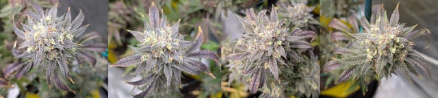 Mixed Grow — flower, day 121