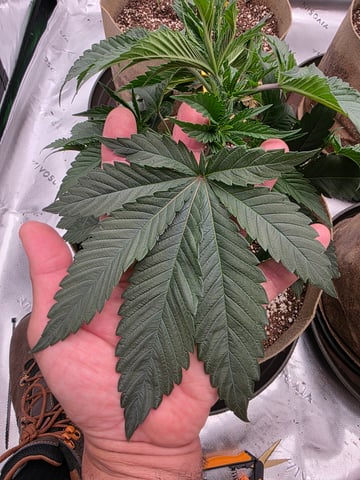First Grow — vegetative, day 38