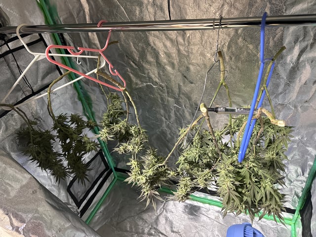 Gelly Mama and Sugar Tree — flower, day 215