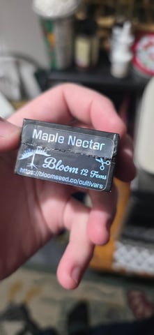 Maple Nectar  — grow_setup, day 2