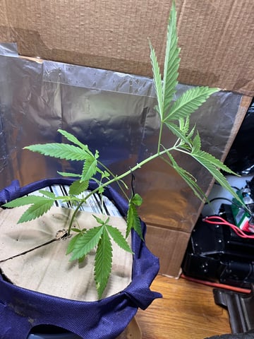 My Devine Conscious  — vegetative, day 61